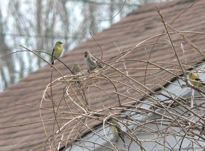 Common Redpoll