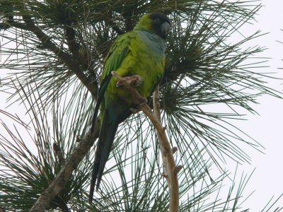 Black-hooded Parakeet