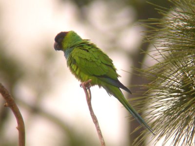 Nanday Parakeet