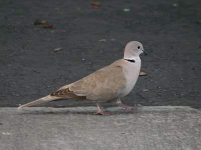 Eurasian Collared-Dove