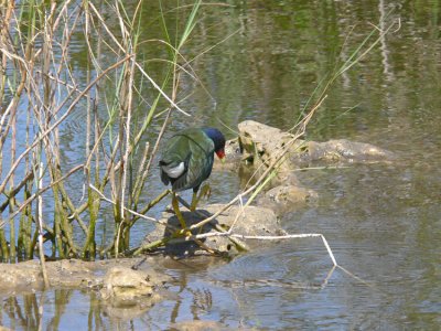 Purple Gallinule