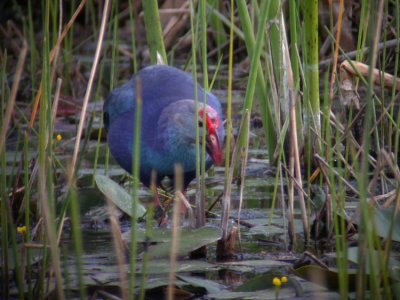 Purple Swamphen