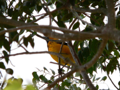 Spot-breasted Oriole