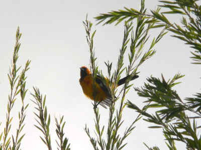 Spot-breasted Oriole