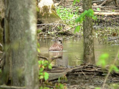 Barred Owl