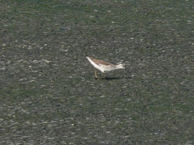 Wilson's Phalarope