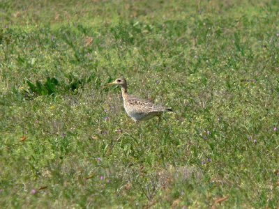 Upland Sandpiper