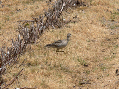 Upland Sandpiper