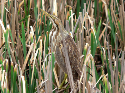 American Bittern