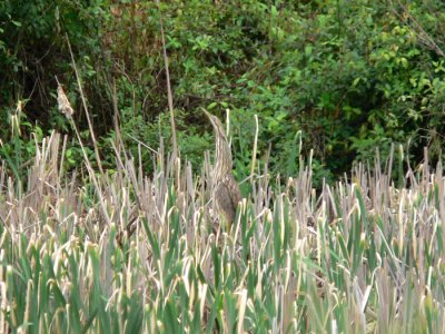 American Bittern