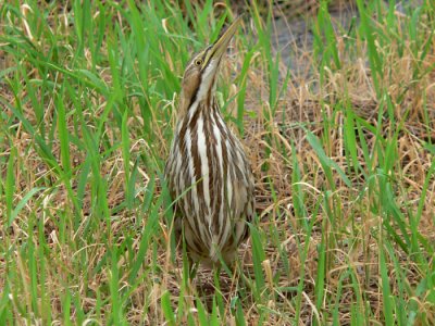 American Bittern