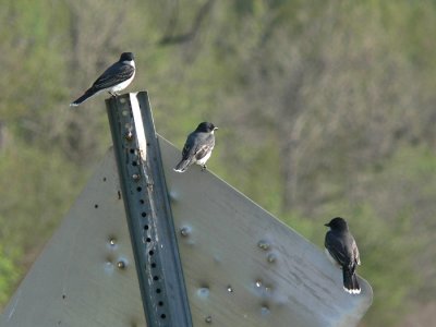 Eastern Kingbirds