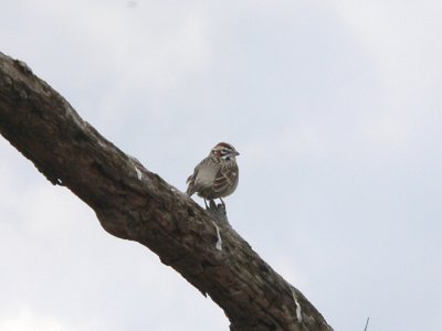 Lark Sparrow