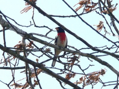 Rose-breasted Grosbeak