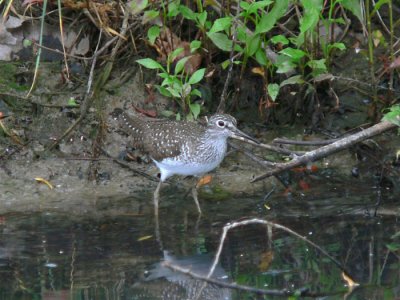 Solitary Sandpiper