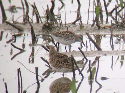 White-rumped Sandpiper (rear)