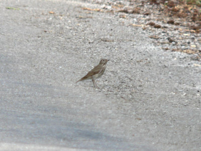 Gray-cheeked Thrush