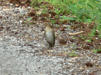 Swainson's Thrush