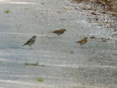 3 Species of Thrushes