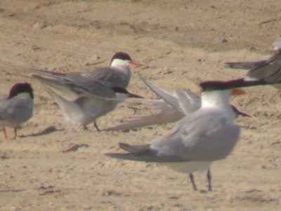 Roseate Terns & etc.