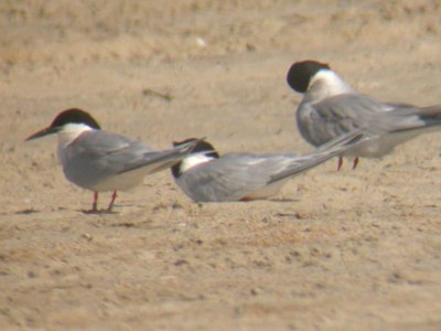 Roseate Terns & etc.