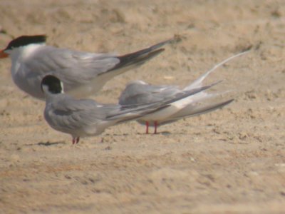 Roseate Tern tail