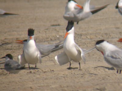 Royal & Common Terns