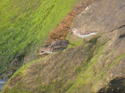 Purple & Semipalmated Sandpipers