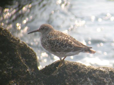 Purple Sandpiper