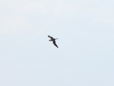 Black-capped Petrel