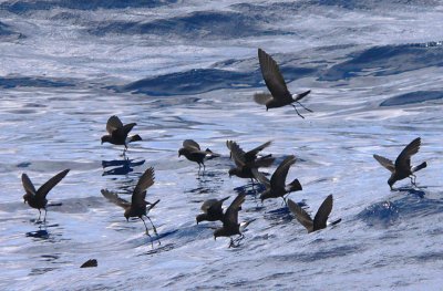 Wilson's Storm-Petrels