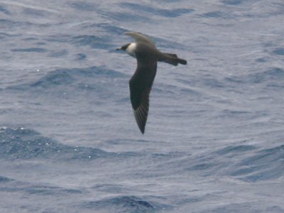 Pomarine Jaeger