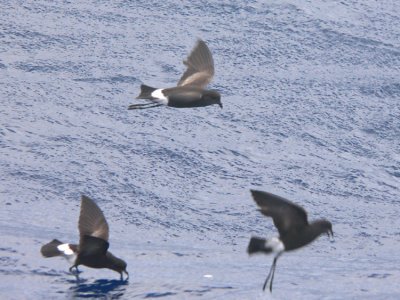 Wilson's Storm-Petrels