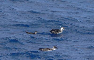 Manx & Greater Shearwaters