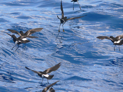 Wilson's Storm-Petrels