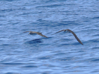 Cory's & Greater Shearwater
