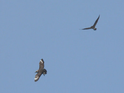 South Polar Skua & Pomarine Jaeger