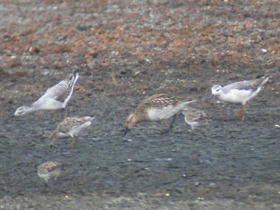 Wilson's Phalaropes