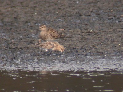 Baird's & Pectoral Sandpiper