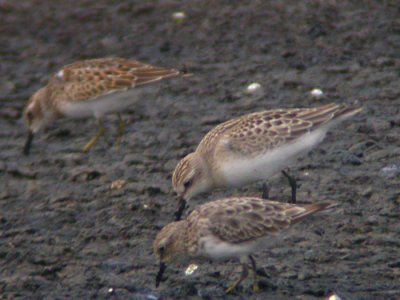 Semipalmated & Least Sandpipers