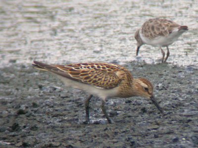 Pectoral Sandpiper