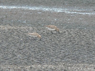Baird's & Pectoral Sandpipers