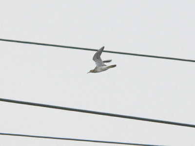 Upland Sandpiper