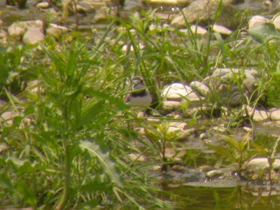 Long-billed Plover
