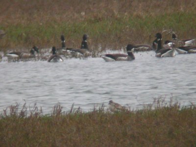 Brant