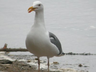 Western Gull