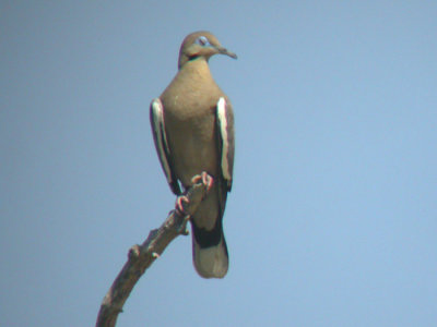 White-winged Dove