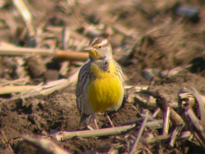 Western Meadowlark