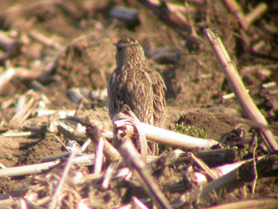 Western Meadowlark