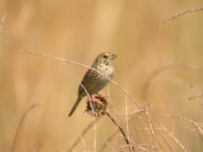 Henslow's Sparrow